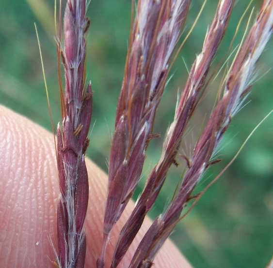 Bothriochloa ischaemum / Barboncino digitato